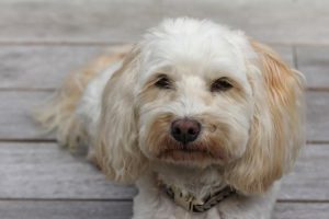 photo 1659147922557 8aad091ac121cropentropycstinysrgbfitmaxfmjpgixidM3wxNDA1NTd8MHwxfHNlYXJjaHw2MXx8dmV0fGVufDF8MHx8fDE3NDY3ODEyNzV8MAixlibrb 4.1.0q80w1080